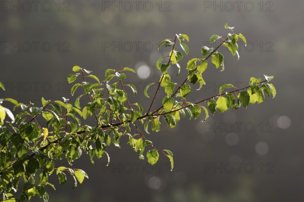 Mirabelle plum (Prunus domestica var. syriaca), branch with raindrops, North Rhine-Westphalia, Germany