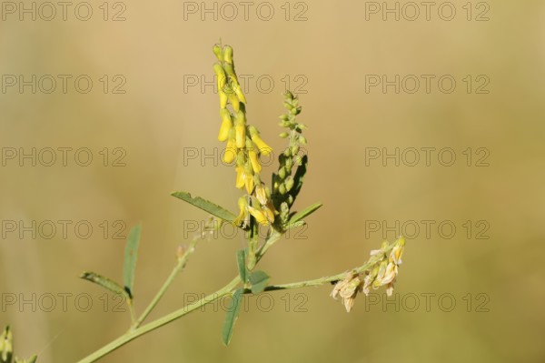 Sweet yellow clover or sweet melilot (Melilotus officinalis), inflorescence, North Rhine-Westphalia, Germany