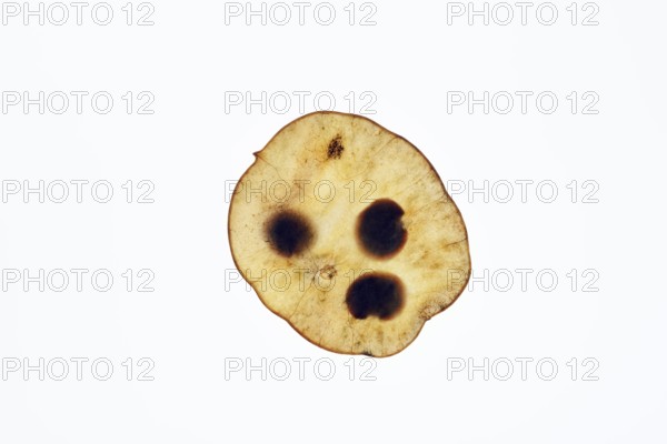 Annual honesty or garden moon violet (Lunaria annua), pod against a white background