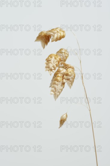 Big quaking grass (Briza maxima), spikelets against a white background, Portugal