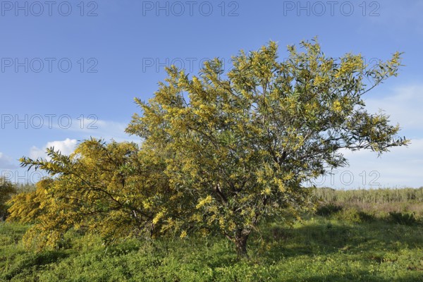Willow leaf acacia (Acacia saligna), flowering, Algarve, Portugal