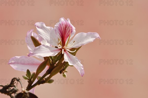 Pink orchid tree or small orchid tree (Bauhinia monandra), flower, Algarve, Portugal