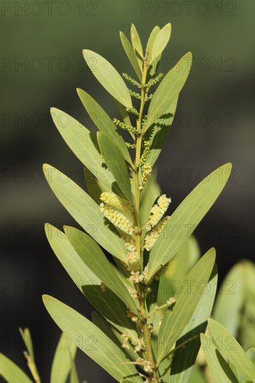 Golden acacia (Acacia longifolia), branch with flowers and leaves, Algarve, Portugal