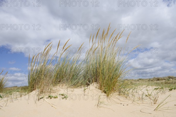 European Marram Grass or sand reed (Ammophila arenaria) on the beach, Algarve Portugal