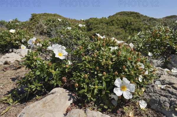 Lacquer cistus (Cistus ladanifer), flowering, Algarve, Portugal