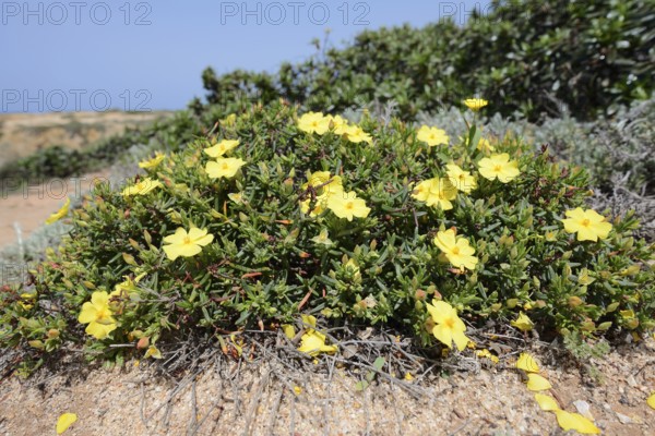 Cistus (Halimium calycinum), flowering, Algarve, Portugal