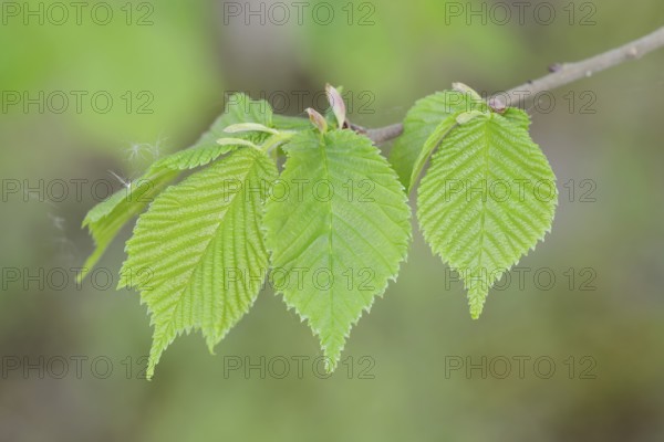 Fluttering elm (Ulmus laevis), branch with leaves, North Rhine-Westphalia, Germany