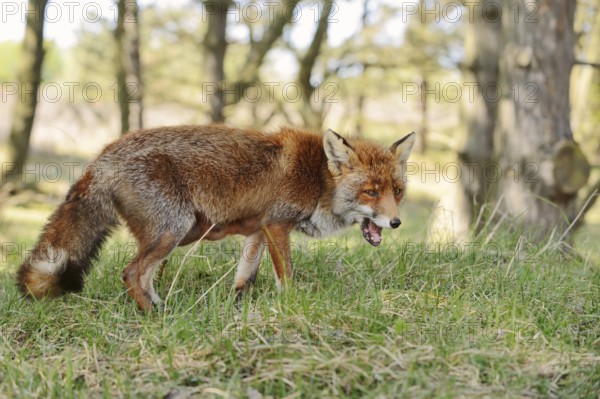 Red fox (Vulpes vulpes), North Rhine-Westphalia, Germany