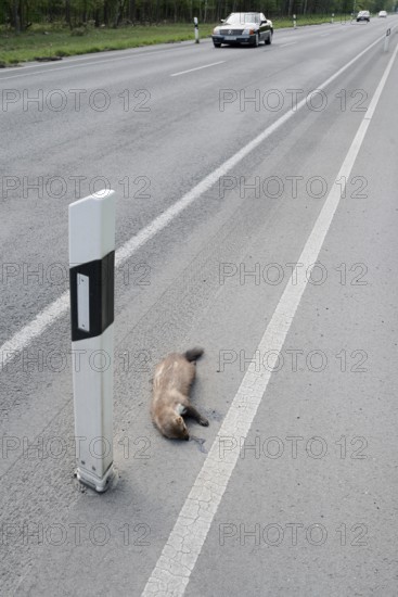 Dead stone marten (Martes foina) at the roadside, North Rhine-Westphalia, Germany