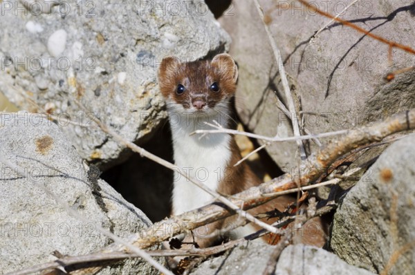 Stoat or large weasel (Mustela erminea), North Rhine-Westphalia, Germany