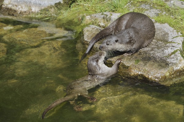 Eurasian otter or European otter (Lutra lutra), female with young, Germany