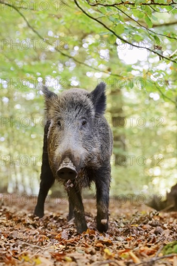 European wild boar (Sus scrofa scrofa), a female in the Arnsberg Forest, North Rhine-Westphalia, Germany