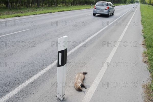 Dead stone marten (Martes foina) at the roadside, North Rhine-Westphalia, Germany
