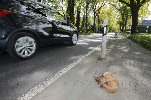 Dead red fox (Vulpes vulpes) lying on the roadside, North Rhine-Westphalia, Germany