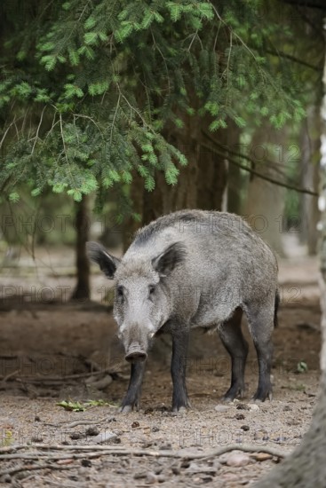 European wild boar (Sus scrofa scrofa), Gelderland, Netherlands