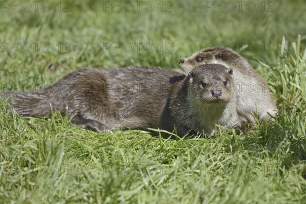 Eurasian otter or European otter (Lutra lutra) lying in a meadow, Germany