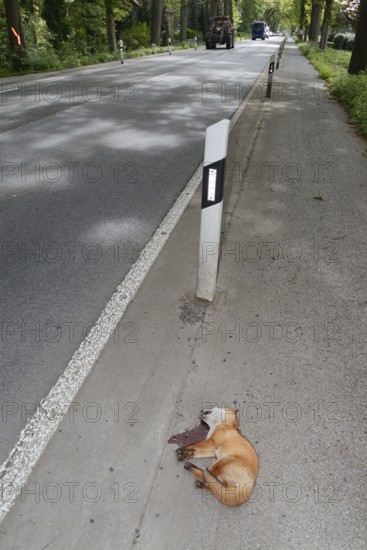 Dead red fox (Vulpes vulpes) lying on the roadside, North Rhine-Westphalia, Germany