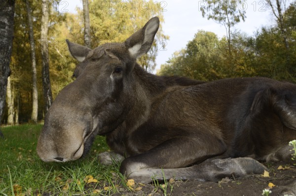 Eurasian elk (Alces alces alces), cow elk in autumn, Poland