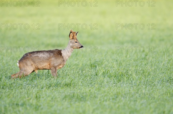 European roe deer (Capreolus capreolus), roebuck with velvet antlers standing in a meadow and urinating, North Rhine-Westphalia, Germany