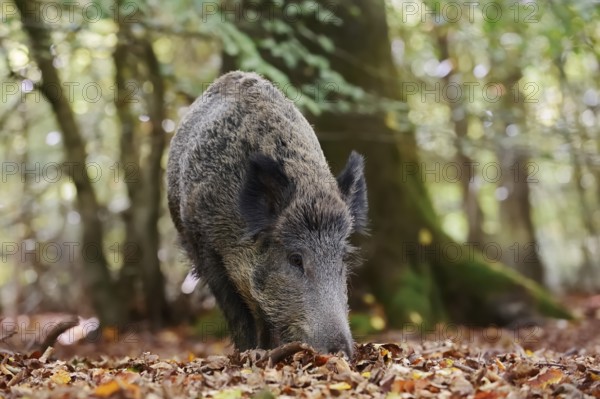 European wild boar (Sus scrofa scrofa), a female in the Arnsberg Forest, North Rhine-Westphalia, Germany