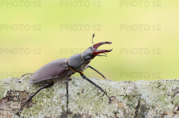 Stag beetle (Lucanus cervus), male, Normandy, France