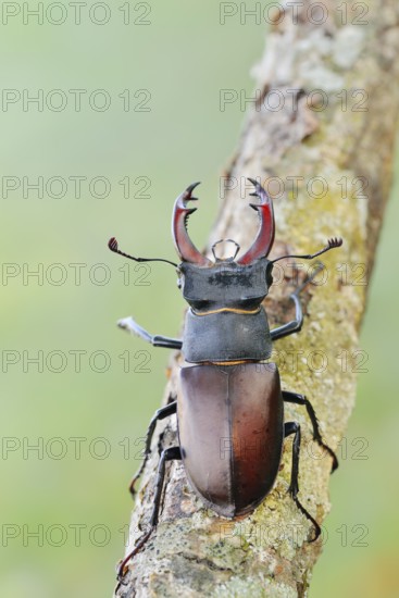 Stag beetle (Lucanus cervus), male, Normandy, France
