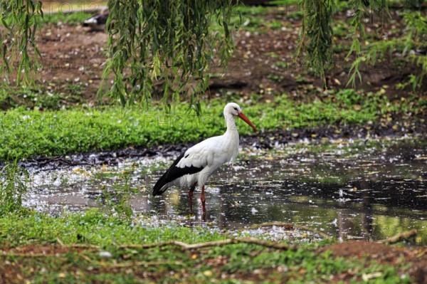 White stork (Ciconia ciconia) standing in a pond, foraging, Ströhen Zoo, Wagenfeld, Diepholz, Lower Saxony, Germany
