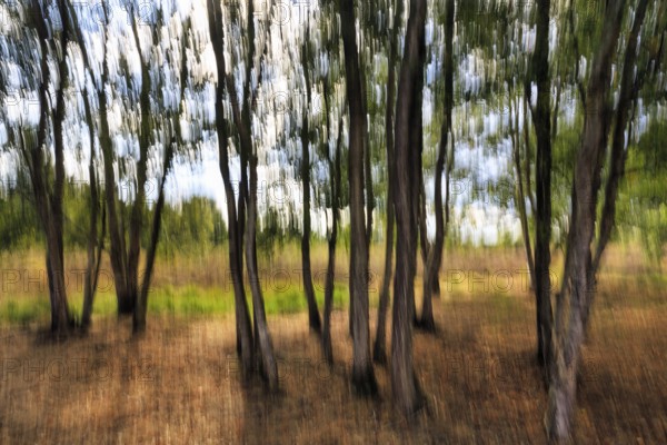 Birch trunks, motion blur, heath landscape, Diepholz, Lower Saxony, Germany