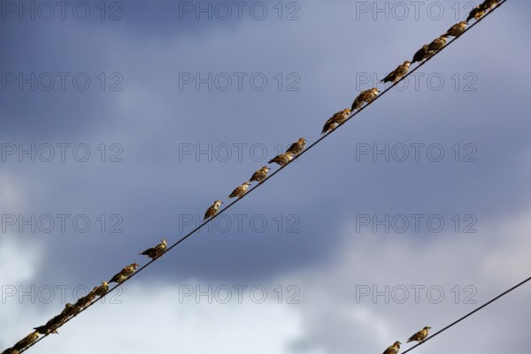 A flock of starlings (Sturnus vulgaris) sitting on a high-voltage power line, diagonally, Diepholz, Lower Saxony, Germany