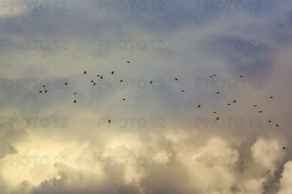 A flock of starlings (Sturnus vulgaris), bird migration in the evening sky, Diepholz, Lower Saxony, Germany