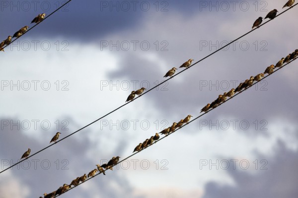A flock of starlings (Sturnus vulgaris) sitting on a high-voltage power line, diagonal, evening sky, Diepholz, Lower Saxony, Germany