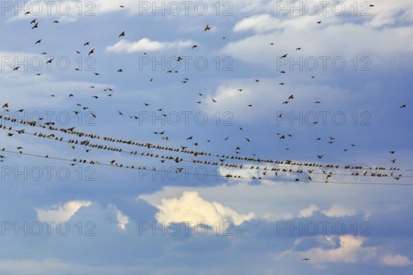 A flock of starlings (Sturnus vulgaris) sitting on a high-voltage cable, dramatic cloudy sky, Diepholz, Lower Saxony, Germany