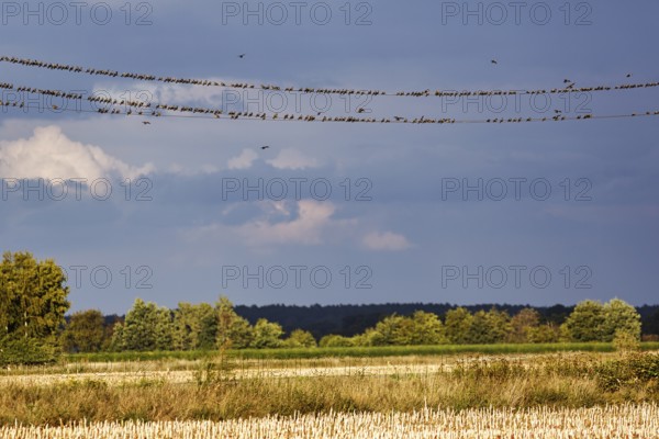 A flock of starlings (Sturnus vulgaris) sitting on a high-voltage cable, evening sky, Diepholz, Lower Saxony, Germany