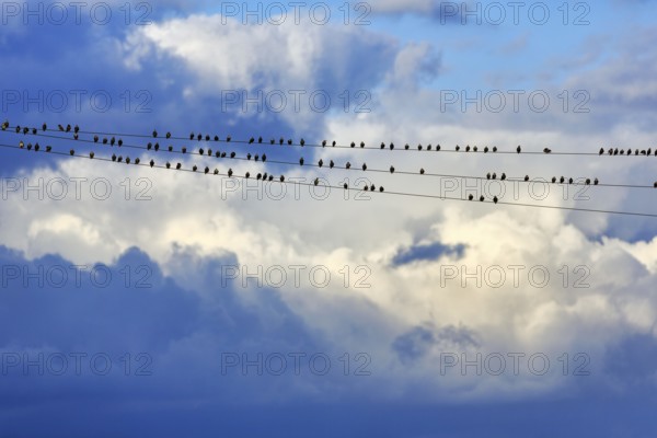 A flock of starlings (Sturnus vulgaris) sitting on a high-voltage power line, dramatic cloudy sky, Diepholz, Lower Saxony, Germany