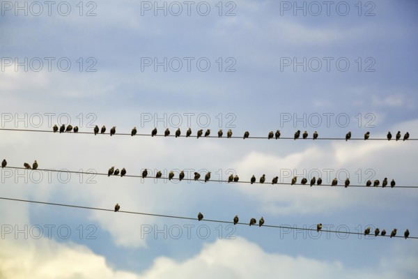 A flock of starlings (Sturnus vulgaris) sitting on a high-voltage power line, Diepholz, Lower Saxony, Germany