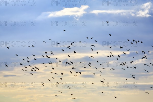 A flock of soaring starlings (Sturnus vulgaris) in the evening sky, Diepholz, Lower Saxony, Germany