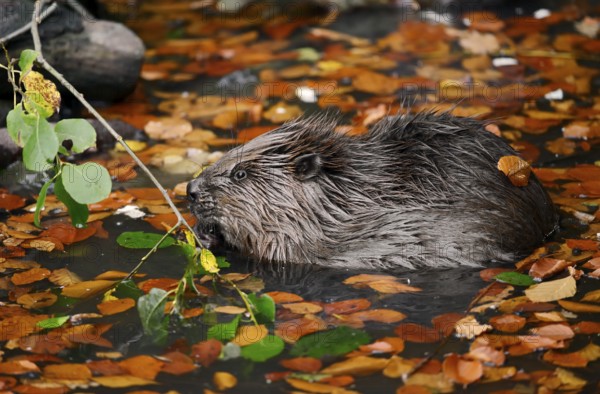 European beaver (Castor fiber), young animal feeding on a branch in the water, autumn, North Rhine-Westphalia, Germany