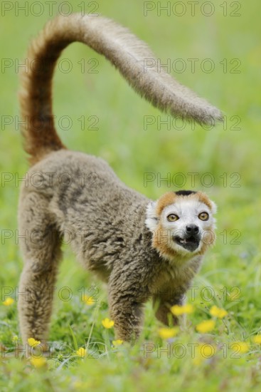 Crowned lemur (Eulemur coronatus), male, captive, found in Madagascar