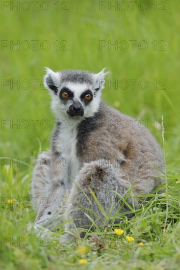 Catta (Lemur catta), captive, occurring in Madagascar
