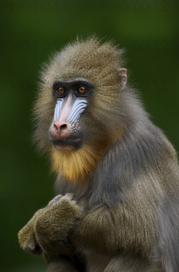 Mandrill (Mandrillus sphinx), female, portrait, endangered species, captive, occurrence in Central Africa