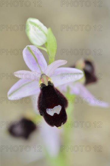Balearic ragwort (Ophrys bertolonii subsp. balearica), flower, Majorca, Balearic Islands, Spain