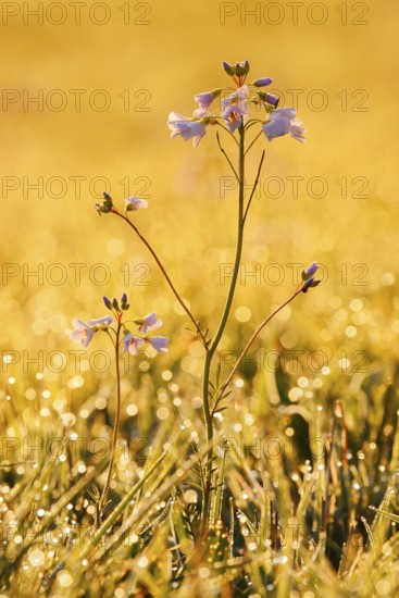 Meadowfoam (Cardamine pratensis) backlit at sunrise, North Rhine-Westphalia, Germany
