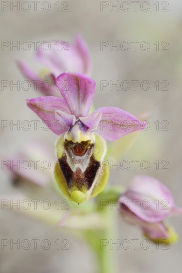 Wasp ragwort (Ophrys tenthredinifera), flower, Majorca, Balearic Islands, Spain
