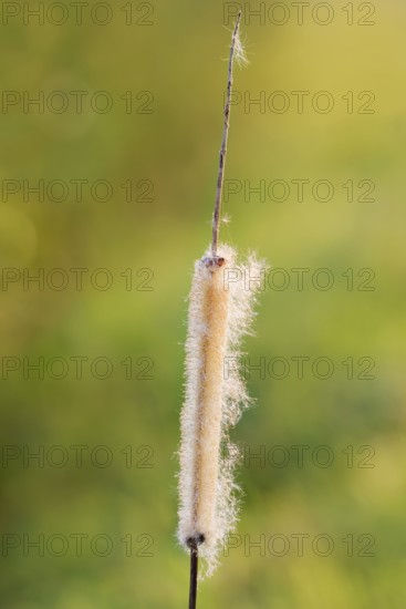Broad-leaved bulrush (Typha latifolia), fruit stand, North Rhine-Westphalia, Germany