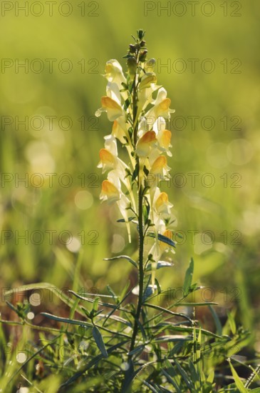 Common toadflax or lesser snapdragon (Linaria vulgaris), inflorescence, North Rhine-Westphalia, Germany