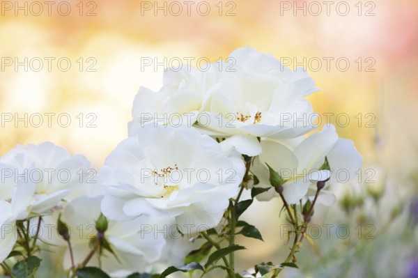 Bedding rose, Floribunda rose 'Edelweiss' (Rosa hybride), flowers, North Rhine-Westphalia, Germany