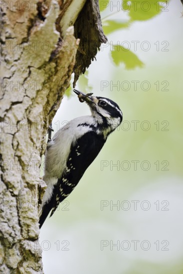 Hairy woodpecker (Picoides villosus), female foraging, Waterton Lakes National Park, Alberta, Canada
