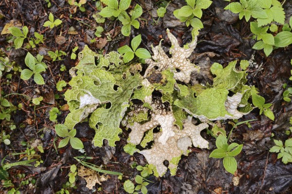Tree lungwort (Lobaria pulmonaria), Wells Gray Provincial Park, British Columbia, Canada