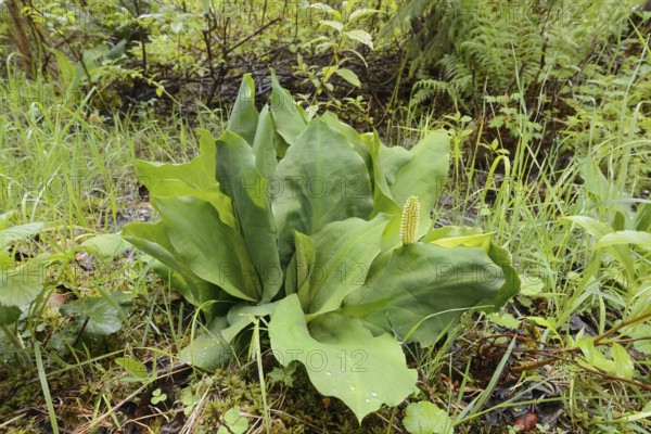 Western skunk cabbage (Lysichiton americanus), Wells Gray Provincial Park, British Columbia, Canada