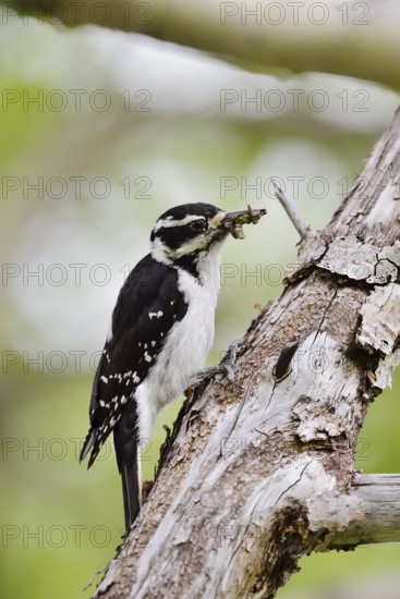 Hairy woodpecker (Picoides villosus), female with food in her beak, Waterton Lakes National Park, Alberta, Canada